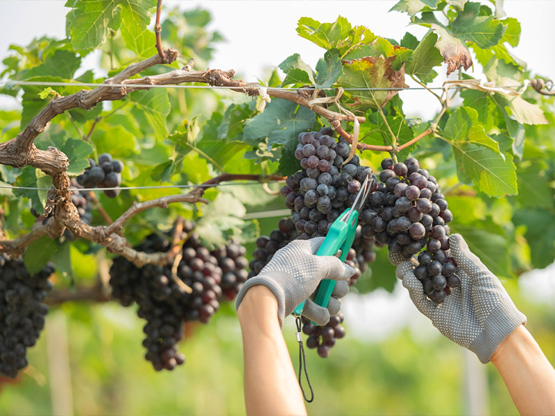 picking grapes